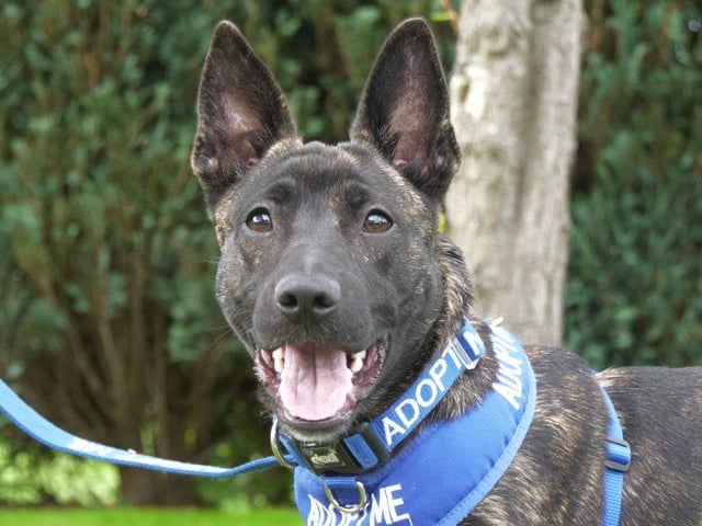 Meet charismatic Coco. The adorable German Shepherd Cross is just seven months old. She is a very sociable, friendly girl who will make a great addition to a family. She has had a little training in her previous home but this will need continuing. Coco is looking for somebody who is home most of the time in order to meet her training needs and keep her busy. She may live with dogs but cannot live with cats. She may live with primary school age children. To give Coco her forever home visit: https://rspca-radcliffe.org.uk/animal/coco/