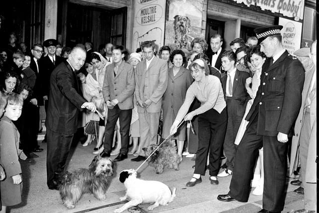 The Skye Terrier dog who played Greyfriars Bobby in the Disney film of the same name arrives at the premier at the Caley Cinema, on Lothian Road, in July 1961.