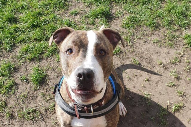 Baloo is a one year old male Staffie. He’s described as a “happy, boisterous lad who has no idea of his size”. He’s very affectionate and is looking for a home without children under 16 years old