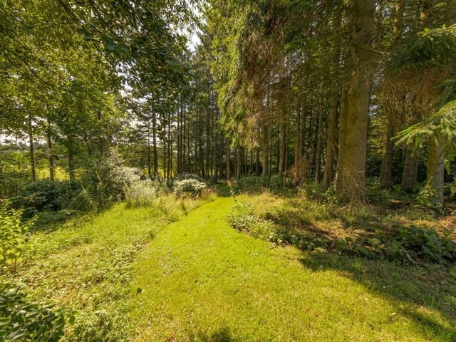 Woodland.