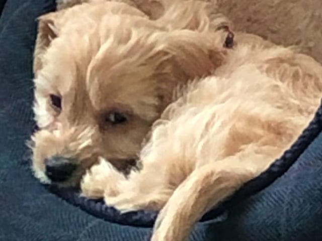 Buddy the cockapoo, sent in by his human Gaye Lenaghen