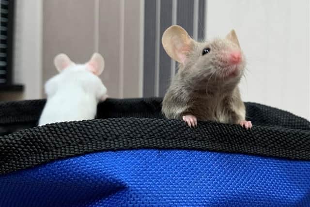 Bubble and Squeak are looking for a home together.