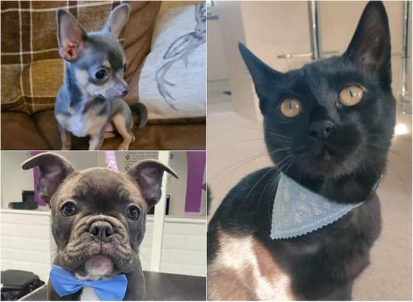 Mail readers have been sharing their pet stories and pictures.