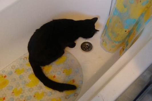 Lisi Lou's cat Luna drinking out of the bath, which is the only place she will drink from