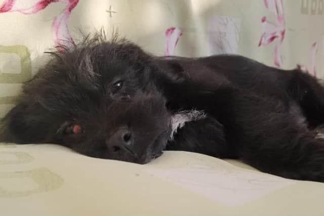 Mighty Midge has been overlooked for a while, but has finally found a new home. Photo: RSPCA