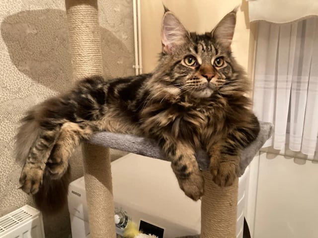 Cat Matilda shared by Linda Barnes.