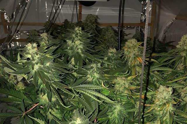 A cannabis farm found by police in Woodthorpe, Sheffield