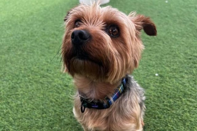 Four-year-old Sebastian, a Yorkshire terrier, is a little shy initially but a very sweet affectionate boy. Sadly his previous owners felt they could no longer look after him due to him being protective of his toys. A home understanding of rescue dogs is ideal for this little chap. He is best suited to live with older teens 16+ who can be understanding of his history and offer a quiet, stable household.