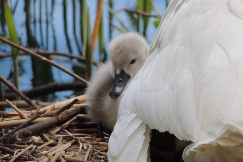A cygnet at Doncaster Lakeside from Sarah Blackham.