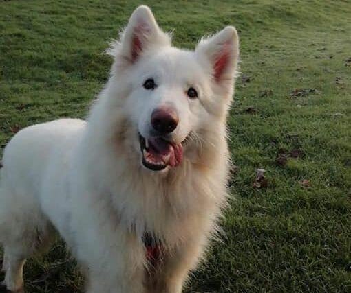 Cody is an 8 year old male German Shepherd who can be a bit wary around new people, but comes around quickly. He’s energetic and loves getting out for a run around. He needs a quiet home where he is the only dog, and kids over 16