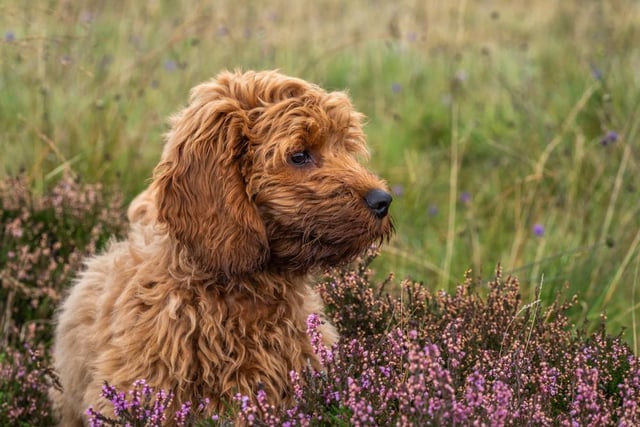 The cost of one of these lovable and hypo-allergenic dogs has shot up this year, with prices around from £1,120 to over £2,000.