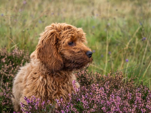 The cost of one of these lovable and hypo-allergenic dogs has shot up this year, with prices around from £1,120 to over £2,000.