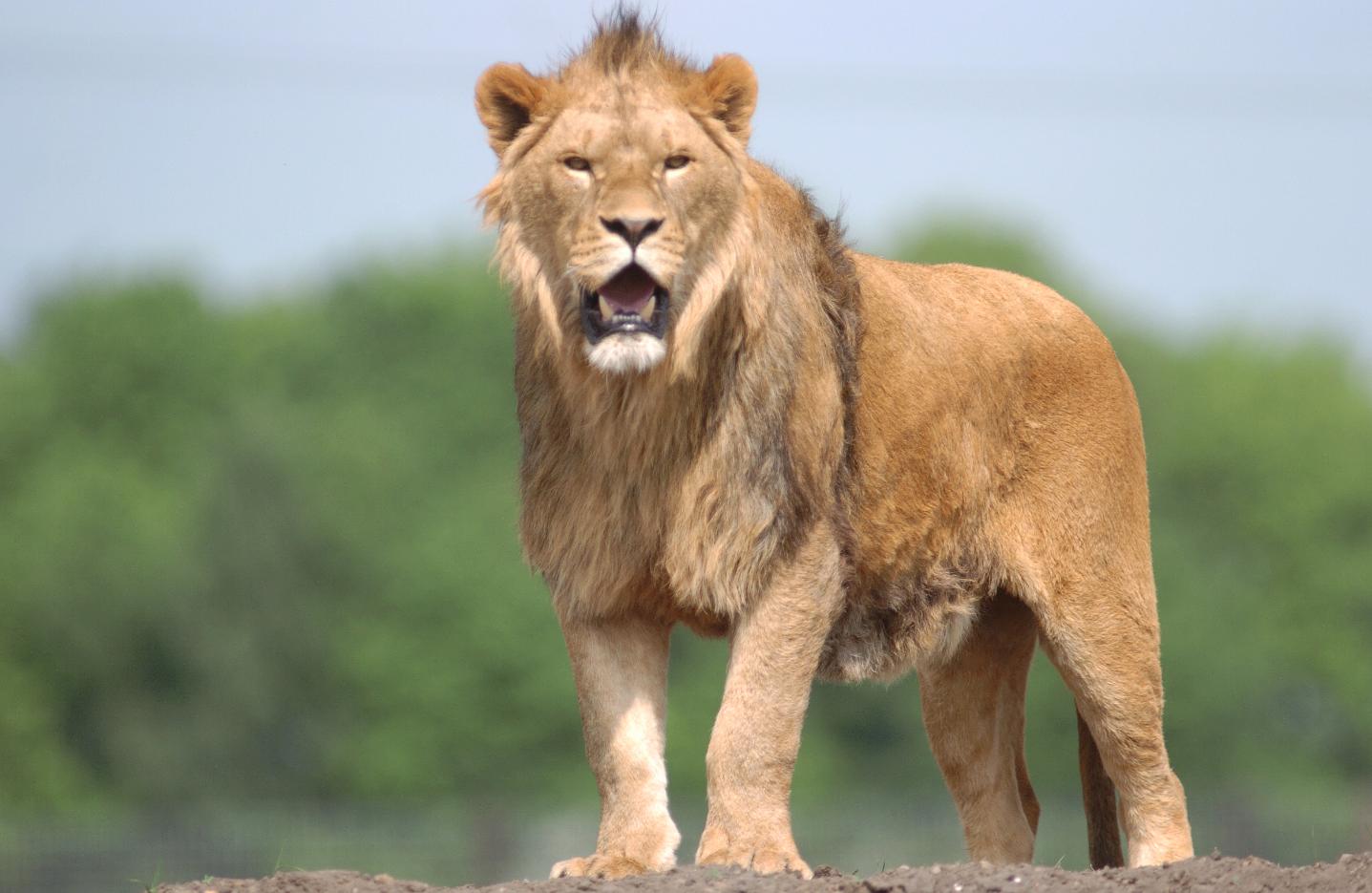 There is always something new for you to enjoy at the much loved Yorkshire Wildlife Park. The popular location is home to some of the most spectacular animals in the world.