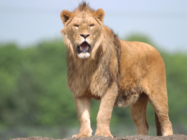 There is always something new for you to enjoy at the much loved Yorkshire Wildlife Park. The popular location is home to some of the most spectacular animals in the world.