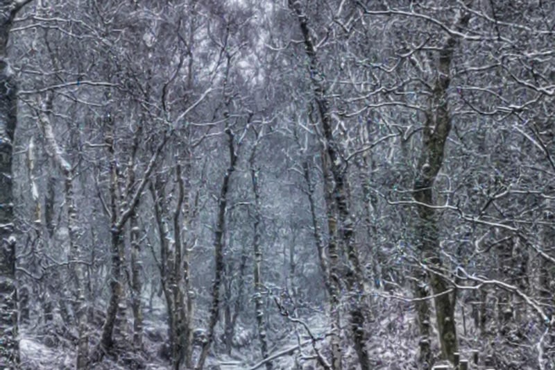 Winter Wonderland taken by Helen Toulson