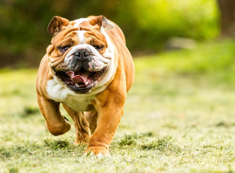 As quintessentially English as they come, Bulldogs bagged the fourth spot in the North East. Image: Shutterstock