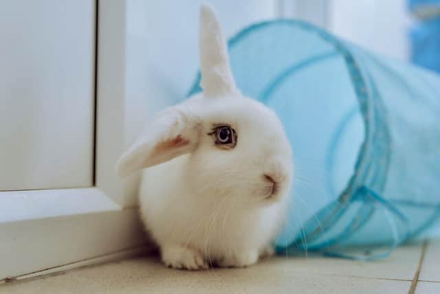 The rabbit, which was recovered immediately after being tossed out a car window, is also recovering well at RSPCA Chesterfield and North Derbyshire.