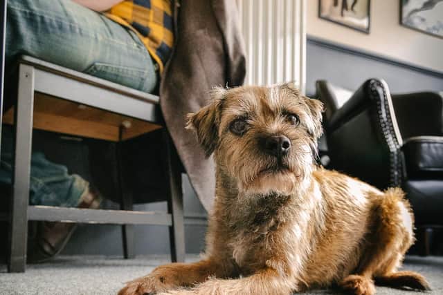 The BellyRub and BellyRub Beer is a small, relaxed, dog-friendly eatery, craft beer bar and bottle shop which caters for dog-owning beer drinkers