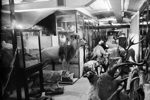 A collection of taxidermy in storage at the Royal Scottish Museum in Chambers Street in October 1966.