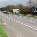 Traffic Officers found the swan on the side of the A1M in South Yorkshire