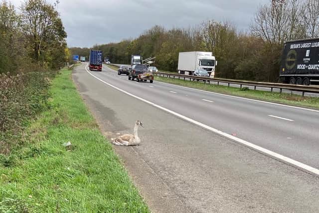 Traffic Officers found the swan on the side of the A1M in South Yorkshire