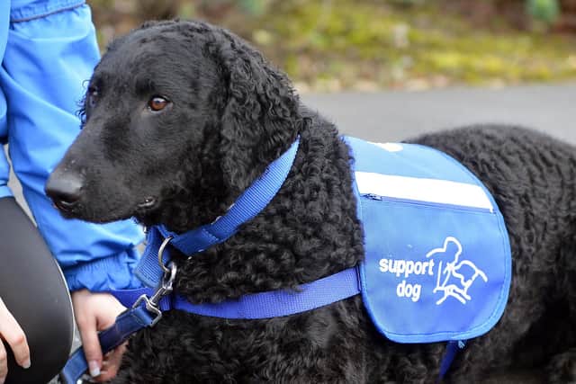 Sheffield Support Dogs - for autism for epilepsy for disability. Trainee support dog Bess.