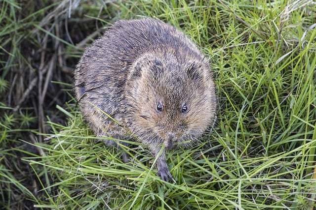 Water Vole on the Conduit at Redmires by John Scholey