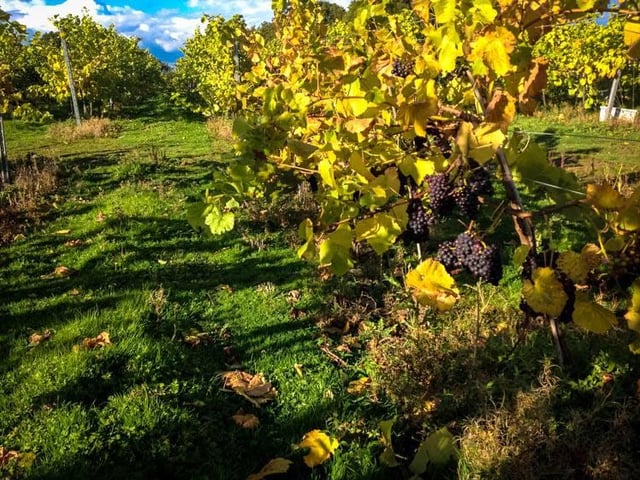 If in Westfield, you must visit the Carr Taylor Vineyard. At the vineyard, you can enjoy a range of tours, such as self guided tours, group tours and even something called a ‘Gold Vineyard Tour’, which includes a tour and lunch for two people and a tutored wine tasting of five wines.