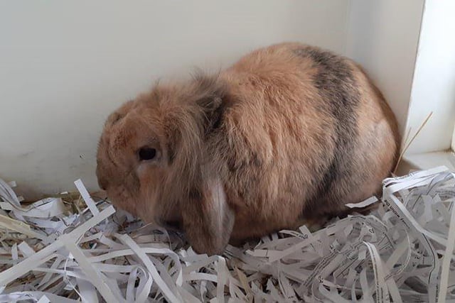 Bubbles is an indoor rabbit so would need a safe home with plenty of space for him to hop around and explore. However, he would like access to a garden run in the summer. He would like to be rehomed with a friendly female bunny so that he has company.