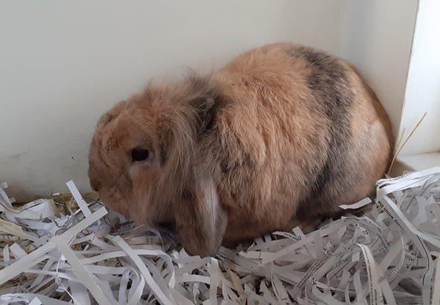 Bubbles is an indoor rabbit so would need a safe home with plenty of space for him to hop around and explore. However, he would like access to a garden run in the summer. He would like to be rehomed with a friendly female bunny so that he has company.