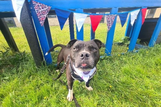 A 10-year-old black and white Staffordshire Bull Terrier, Penny, described as a 'beautiful pocket rocket' is looking for a new home. Penny comes with a few additional requirements including a secure garden, children secondary school age or older, and no other cats or dogs. Penny is very affectionate and is a 'dream girl' for any new family.