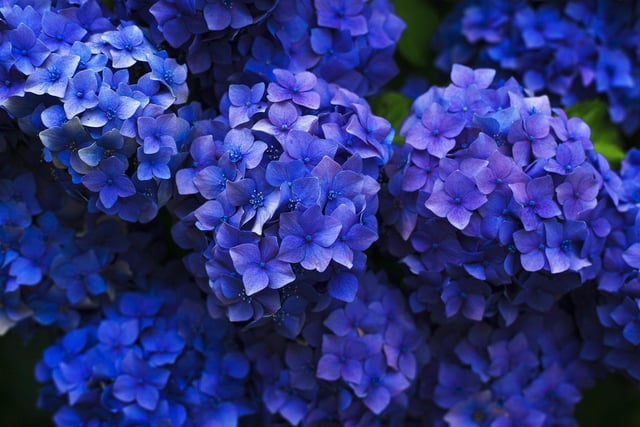 Good Housekeeping said that you can make hydrangeas pink when the soil is alkaline and blue when the soil is acidic. "Add pine needles to make your soil more acidic and mushroom compost to make it more alkaline."