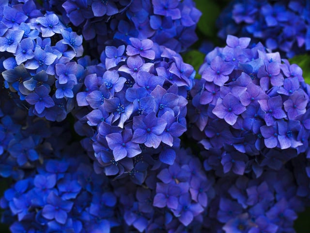 Good Housekeeping said that you can make hydrangeas pink when the soil is alkaline and blue when the soil is acidic. "Add pine needles to make your soil more acidic and mushroom compost to make it more alkaline."