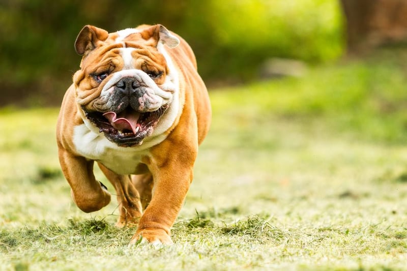 Bulldogs were next, appearing 76 times, all but three as purebreds. These are English bulldogs, with American bulldogs appearing lower down the list.