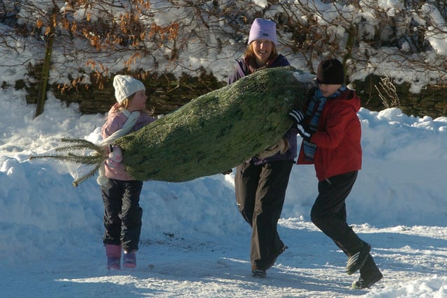 The Longshaw Estate managed to stay open in 2010, despite the snow,  to sell its trees to the public. Amy, six and Thomas, 10 help mum, Julie Shaw carry the tree. Photo by Sarah Washbourn.