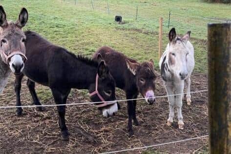 Rescue donkeys grazing on green belt land in the Rivelin Valley, Sheffield. The owner of the land, Mick Hill, says he is planning to appeal against Sheffield City Council's refusal of planning permission to run a dog exercise park in an adjoining area