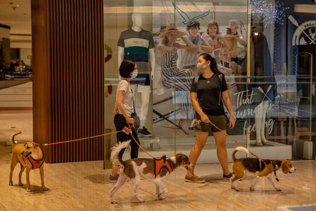 MANILA, PHILIPPINES - MAY 16: Shoppers wearing facemasks walk their dogs at a mall on May 16, 2020 in Quezon city, Metro Manila, Philippines. The Philippine government began easing quarantine measures in many areas of the country, but has extended the lockdowns in Manila and a few other cities until May 31. Manilas lockdown, one of the worlds strictest, will extend to 80 days  longer than the 76-day lockdown of Wuhan, the Chinese city that was the early epicenter of COVID-19. The Philippines' Department of Health has so far reported 12,305 cases of the coronavirus in the country, with at least 817 recorded fatalities. (Photo by Ezra Acayan/Getty Images)