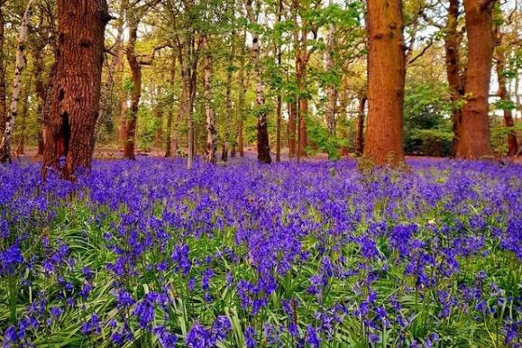 Woodland covered in bluebells from @liz_outandabout