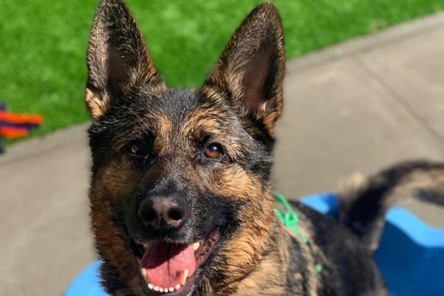 Bella is a 4 year old female German Shepherd. She’s affectionate and loving, but is looking for a home with an experienced owner and will need to be the only pet in the house