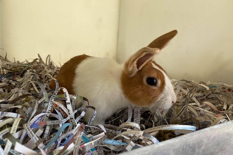Fudge came in as a stray rabbit but he is very friendly and sociable. He loves his fresh vegetables and when you call him he comes running in. He is looking for a home with a neutered female for company and a large hutch or shed.
