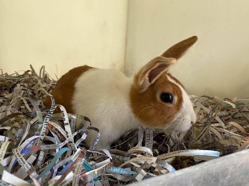 Fudge came in as a stray rabbit but he is very friendly and sociable. He loves his fresh vegetables and when you call him he comes running in. He is looking for a home with a neutered female for company and a large hutch or shed.
