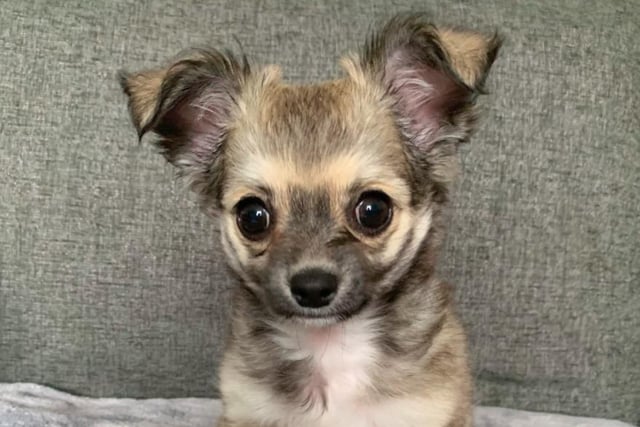 Long-coat chihuahua Pablo, who lives with owner Rosemary Smedley
