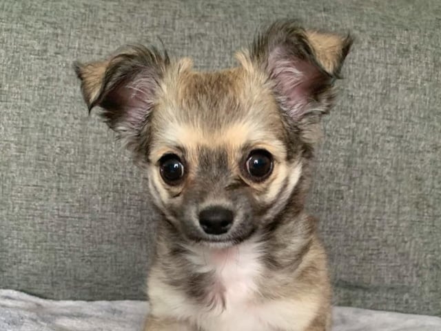 Long-coat chihuahua Pablo, who lives with owner Rosemary Smedley