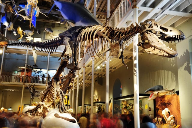 The National Museum of Scotland’s T.rex is cast from the second largest and most complete skeleton ever found. The 12 metre skeleton was discovered at Hell Creek, Montana and the original is in the Museum of The Rockies.