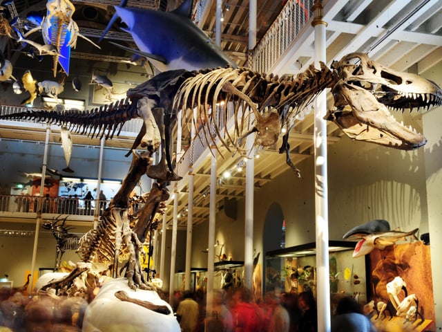 The National Museum of Scotland’s T.rex is cast from the second largest and most complete skeleton ever found. The 12 metre skeleton was discovered at Hell Creek, Montana and the original is in the Museum of The Rockies.