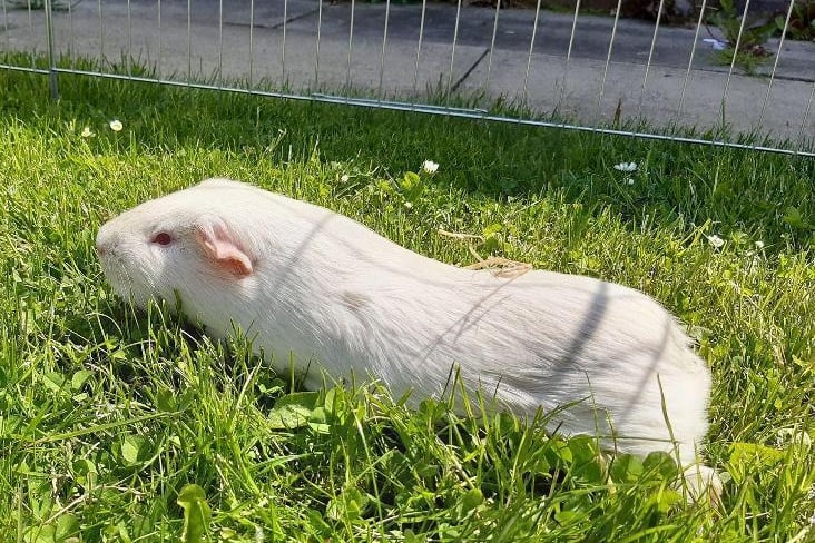 Cinders is a lovely boy who enjoys a fuss whilst sat on your knee. He loves veg and enjoys freshly cut grass. He has been used to living as an indoor guinea pig but enjoys time outside in a run munching grass. He needs to be the only guinea pig as he doesn't get on with other males. Cinders could live with children aged 5+ as long as they are supervised.