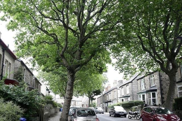 Sheffield's tens of thousands of street trees are beloved by many, some of whom joined in with protests to save some of the trees earmarked for felling, as part of a controversial £2.2 billion PFI contract between the council and Amey. 
Star reader Linda Hughes said Sheffield's trees were her favourite thing about the city. Pictured is Western Road in Crookes