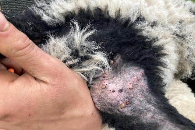 A sheep with a tick infestation. Ticks are carriers of Lyme Disease and experts have offered ways you can protect yourself.