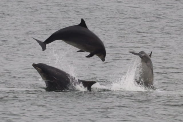 A pod of dolphins in action.