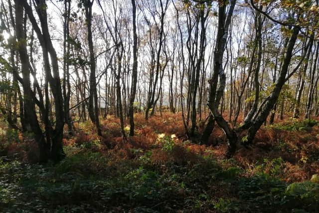Volunteers are needed to keep group running and preserve the common